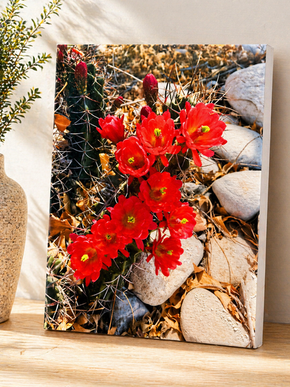 Desert Bloom Cactus Canvas & Metal Print – Carlsbad, NM Wildflower Photography
