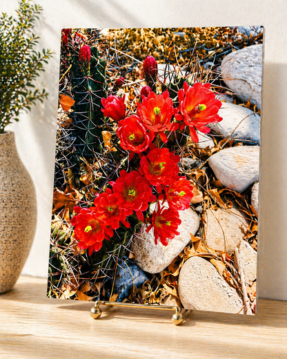 Desert Bloom Cactus Canvas & Metal Print – Carlsbad, NM Wildflower Photography